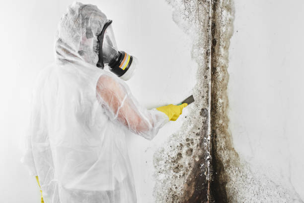 Best Toxic Mold Removal  in Erie, CO