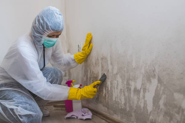 Best Commercial Mold Removal  in Erie, CO