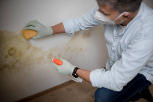 Best Affordable Mold Removal  in Erie, CO