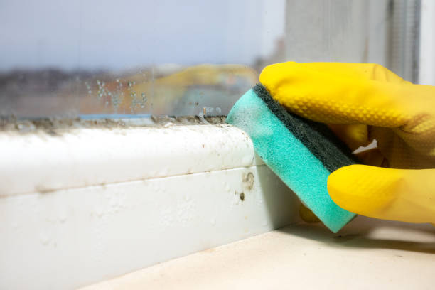 Office Mold Removal Services in Erie, CO