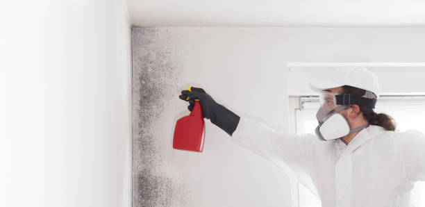 Best Same-Day Mold Removal  in Erie, CO