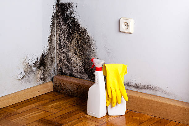  Erie, CO Mold Removal Pros