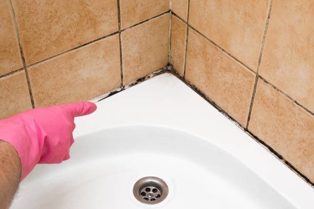 Best Toxic Mold Removal  in Erie, CO